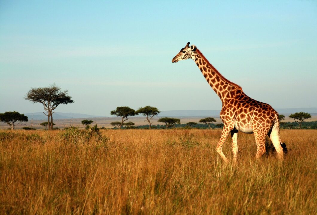 Tarangire Nationalpark